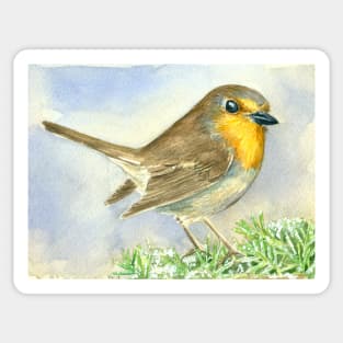 Robin bird on a frosted juniper branch Sticker